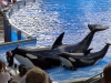 seaworld-believe-shamu-21.jpg