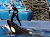 seaworld-believe-shamu-24.jpg