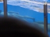 seaworld-blue-horizons-12.jpg