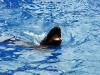 seaworld-blue-horizons-24.jpg