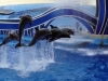 seaworld-blue-horizons-37.jpg