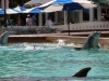 seaworld-dolphin-area-01.jpg