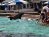 seaworld-dolphin-area-02.jpg