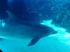 seaworld-dolphin-area-04.jpg