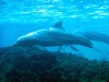 seaworld-dolphin-area-09.jpg
