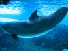 seaworld-dolphin-area-10.jpg
