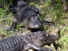 seaworld-gators-01.jpg