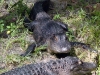 seaworld-gators-02.jpg