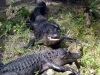 seaworld-gators-03.jpg