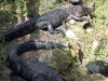 seaworld-gators-04.jpg