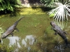 seaworld-gators-06.jpg