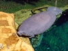 seaworld-manatee-rescue-01.jpg