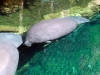 seaworld-manatee-rescue-03.jpg