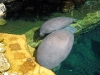 seaworld-manatee-rescue-05.jpg