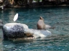 seaworld-pacific-point-preserve-04.jpg