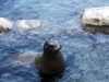 seaworld-pacific-point-preserve-07.jpg