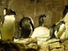 seaworld-penguin-encounter-01.jpg