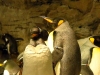 seaworld-penguin-encounter-02.jpg