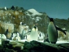 seaworld-penguin-encounter-03.jpg