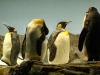 seaworld-penguin-encounter-04.jpg