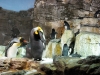 seaworld-penguin-encounter-07.jpg