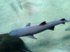 seaworld-shark-encounter-03.jpg