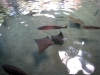 seaworld-shark-encounter-04.jpg