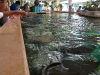 seaworld-stingray-lagoon-01.jpg