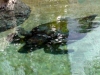 seaworld-turtle-01.jpg