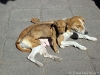 Dog and Puppy at Spice Market