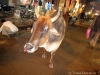 Varanasi Cow