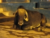 Varanasi Cow