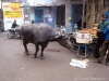 Varanasi Cows
