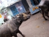 Varanasi Cows