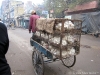 Varanasi Chickens