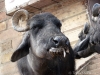 Varanasi Cows