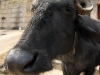 Varanasi Cows