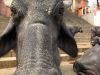 Varanasi Cows