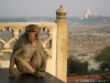 Monkey on Throne