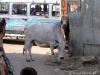 Pushkar Cow