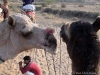 Camels Kissing