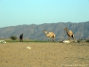 Camel Safari