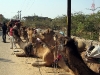 Mounting Camels