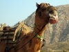 Camels Tongue