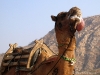 Camels Tongue