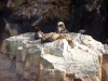 peru-day-02-059-ballestas-islands