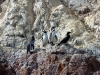 peru-day-02-066-ballestas-islands