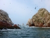 peru-day-02-067-ballestas-islands