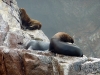 peru-day-02-068-ballestas-islands