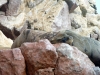 peru-day-02-075-ballestas-islands